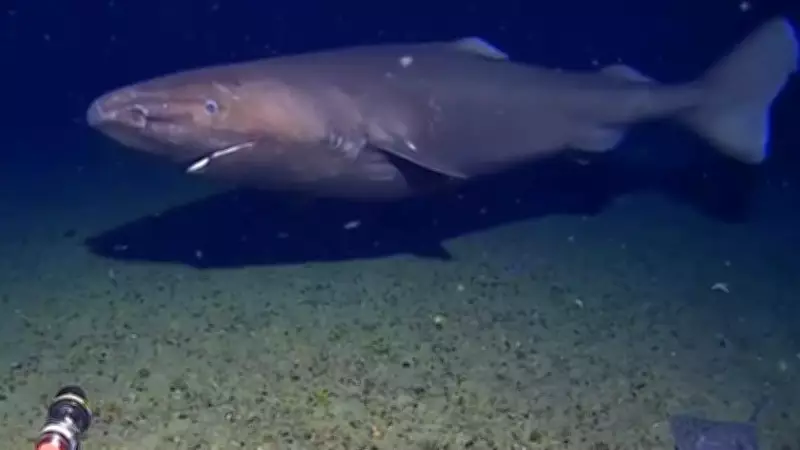 First-Ever Shark Sighting in Antarctic Ocean Challenges Scientific Assumptions