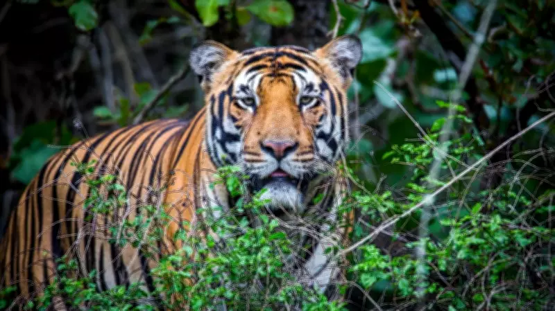 Forest Department Launches Combing Operation After Tiger Death in Kollegal