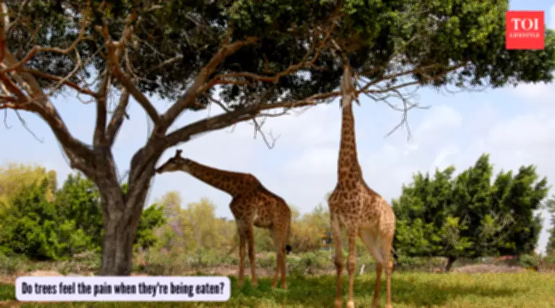 Forest Intelligence: How Trees Sense Threats and Communicate Warnings