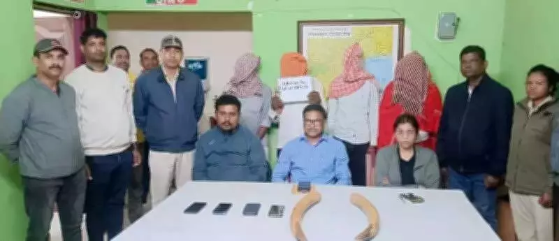 Forest Officials Bust Ivory Trafficking Racket in Balasore, Seize Tusks