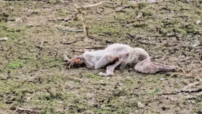 Forest Officials Probe Migratory Bird Death Reports Near Tamil Nadu Sanctuary