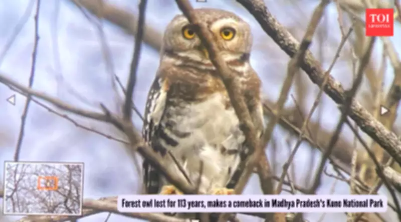 Forest Owlet Rediscovered in Kuno National Park After 113-Year Absence