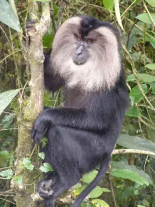 Four-Decade Study Reveals Fragile Reality of Lion-Tailed Macaque Populations