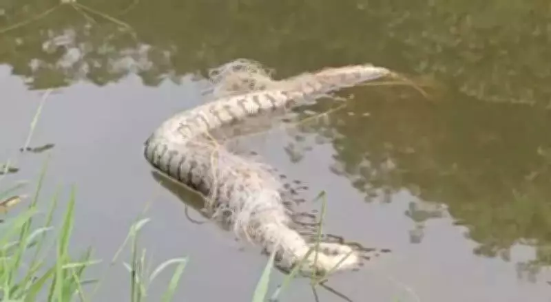 Four Pythons Found Dead in Idukki's Periyar River, Sparking Pollution Fears