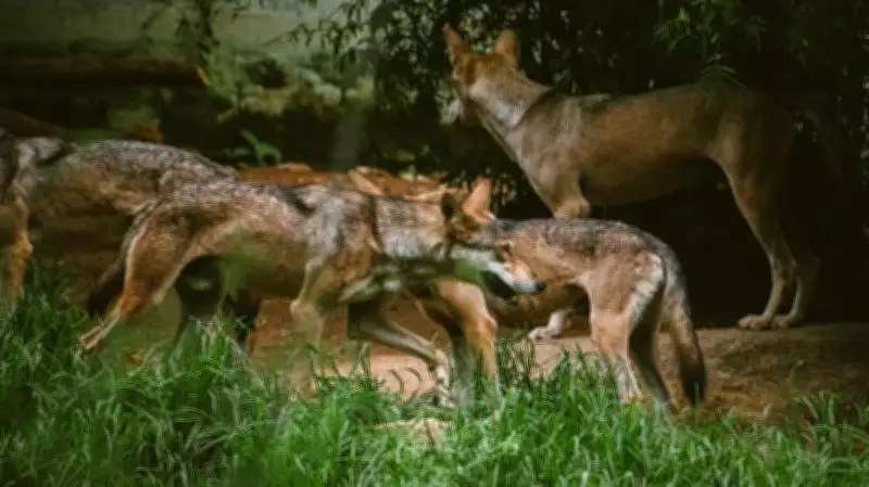 France Approves Culling of 200 Wolves to Safeguard Livestock Herds