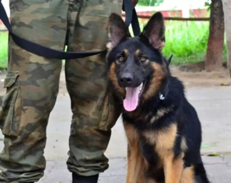 From Playful Pup to Valiant Warrior: The Journey of an ITBP Canine Hero