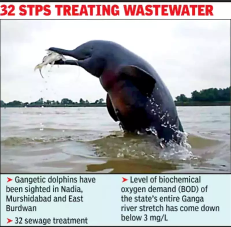 Gangetic Dolphin Sightings Signal Improved Ganga Water Quality in West Bengal