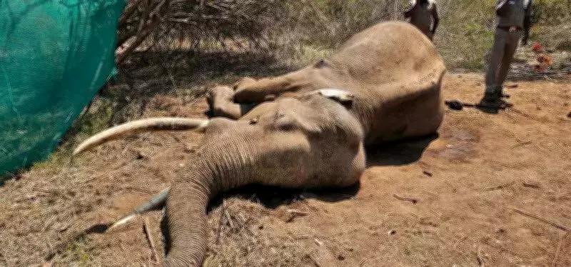 Gentle Tusker Rivaldo Dies After Sustained Attacks by Wild Elephants in Mudumalai