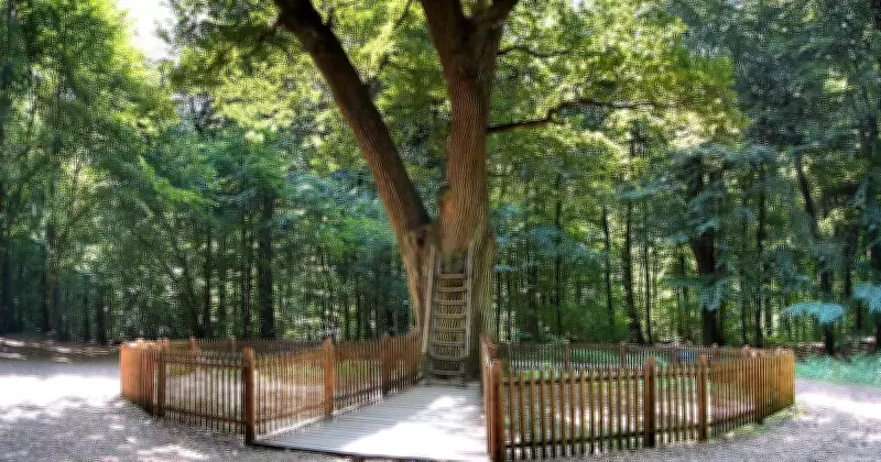 Germany's 500-Year-Old Bridegroom's Oak: The World's Most Romantic Postbox Since 1890s