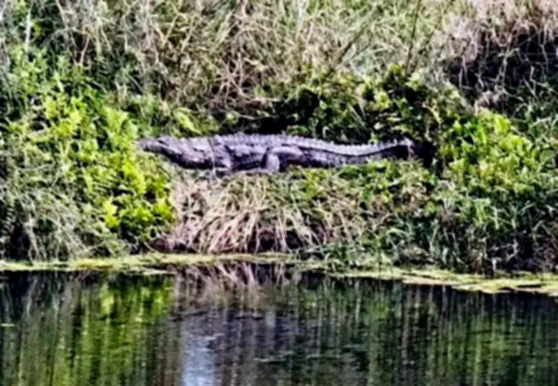 Giant Crocodile Spotted Near Temple in Karnataka's Tungabhadra River