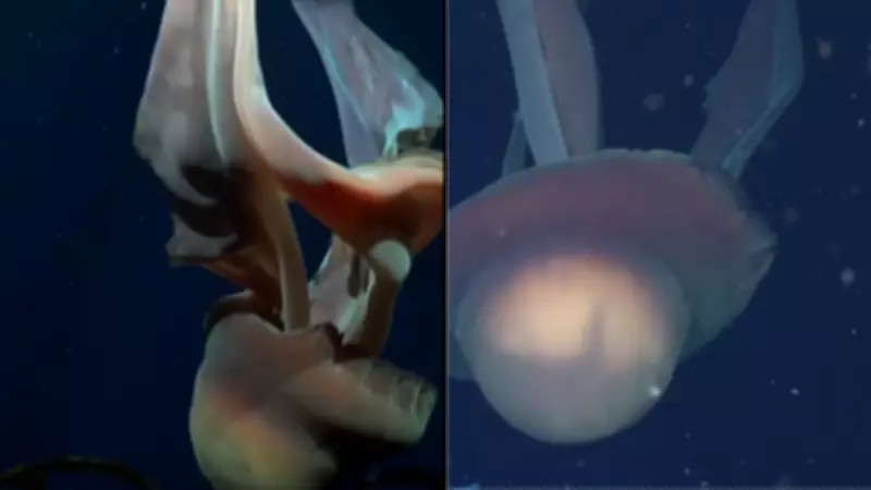 Giant Phantom Jellyfish Captured on Camera in Argentine Deep Sea