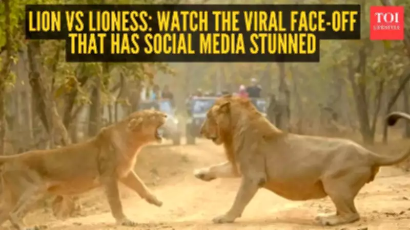 Gir National Park Video: Lioness's Roar Silences King of Jungle
