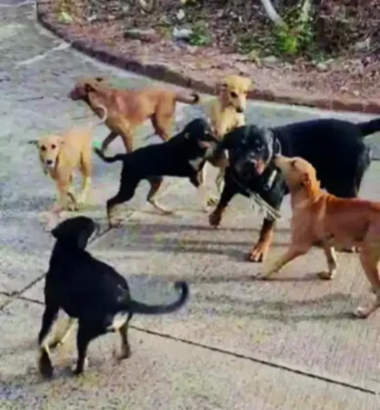 Goa Dog Breed Ban Proposal Sparks Debate: Owners Defend Rottweilers, Pitbulls