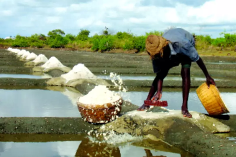 Goa Government Approves Rs 95 Lakh Package to Revive Declining Traditional Salt Farming