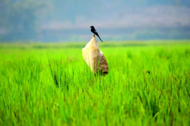 Goa Launches Comprehensive Bird Atlas, Second State in India After Kerala