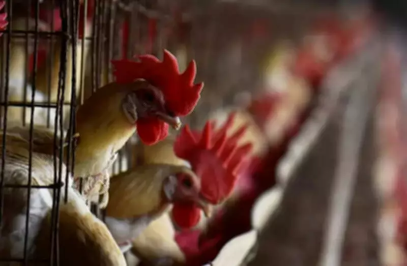 Goa Veterinary College to Establish Livestock Units Ahead of 2026 Launch