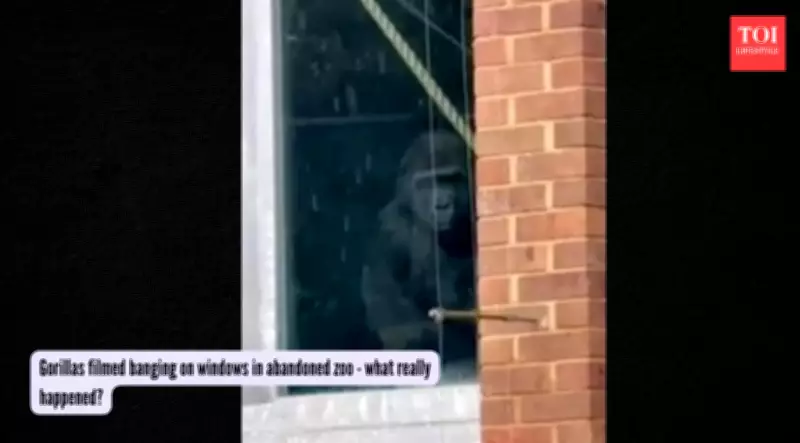 Gorillas' Viral Window-Banging at Abandoned Zoo Ends with Leader's Tragic Death