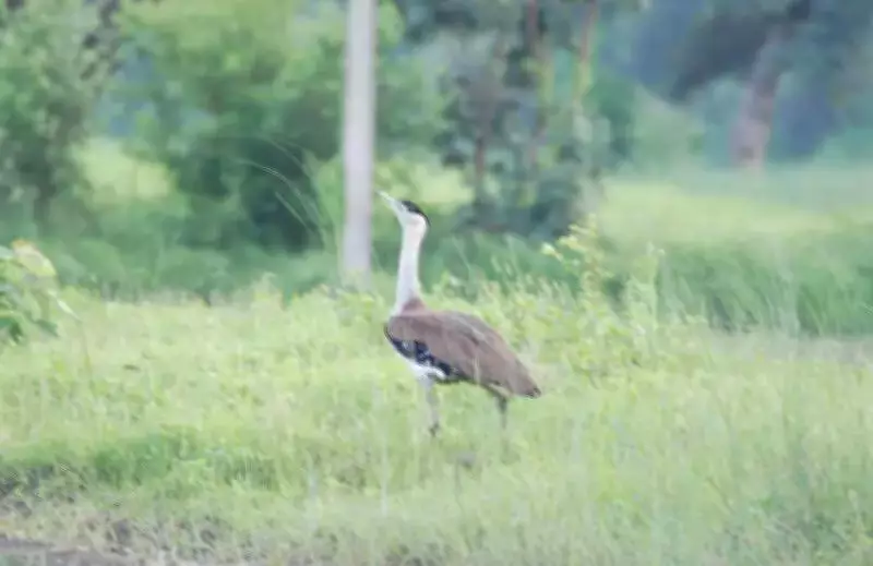 Great Indian Bustard Population Shows Encouraging Growth in 2025 Census