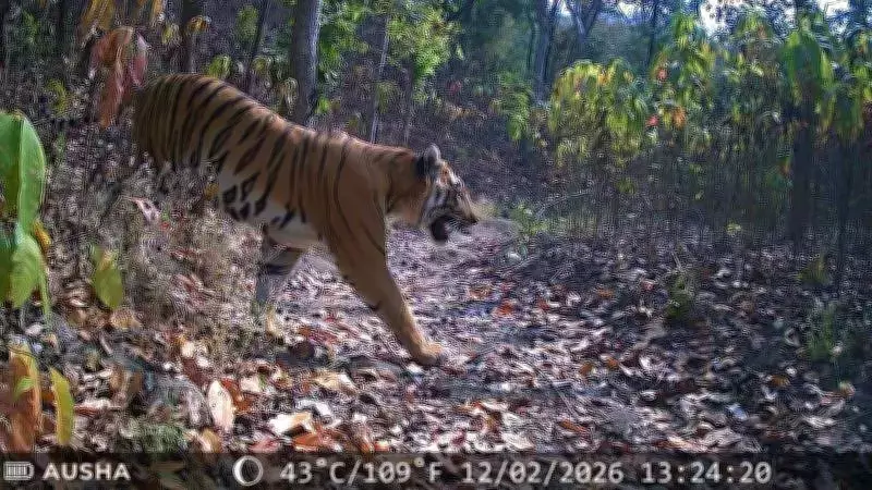 Gujarat Celebrates Tiger's One-Year Return After 33-Year Absence