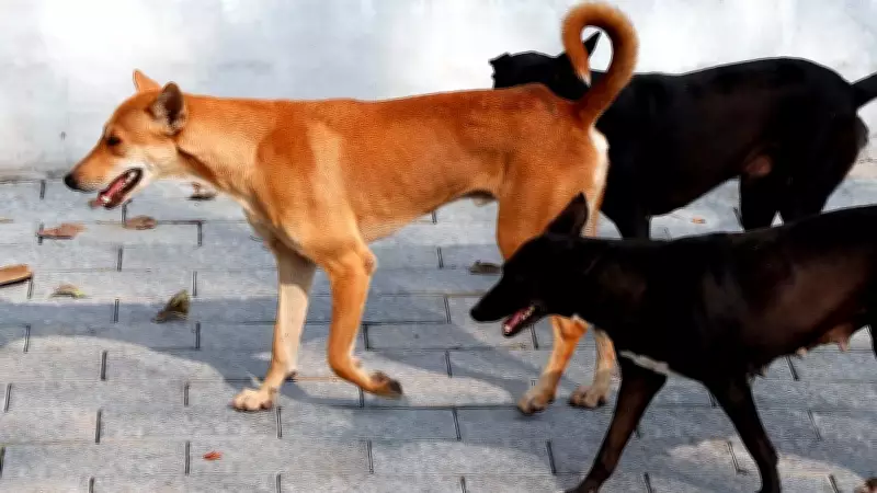 Gujarat Government's Controversial Directive: Teachers Tasked with Stray Dog Census