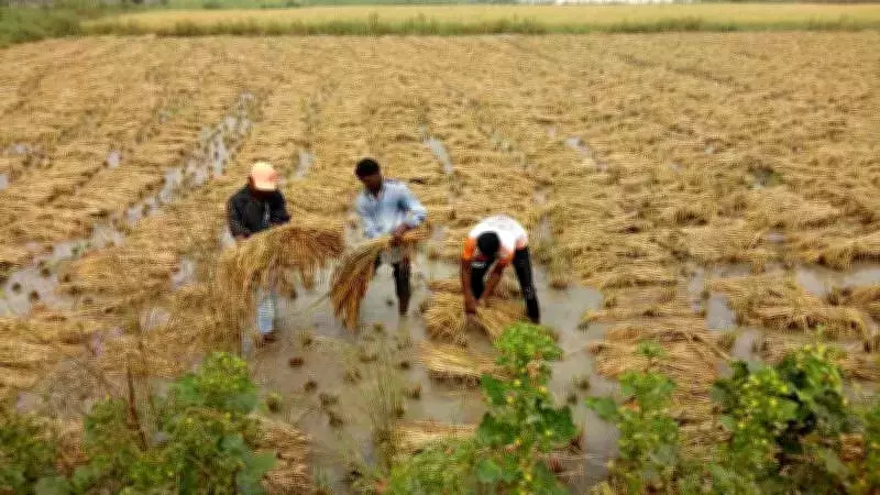 Gujarat Govt Disburses Rs 8,740 Crore to 30.55 Lakh Farmers for Crop Damage