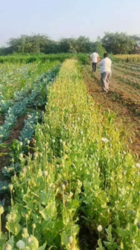 Gujarat Police Bust Massive Rs 11 Crore Cannabis Cultivation in Bhavnagar