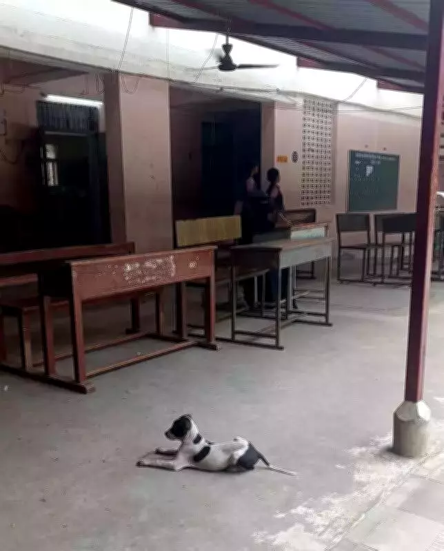 Gujarat Teachers Ordered to Survey Stray Dogs, Sparking Outcry Over Non-Academic Duties