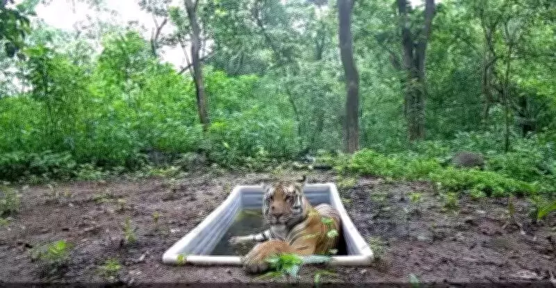 Gujarat's Bachelor Tiger to Get Air-Lifted Companion in Historic Translocation