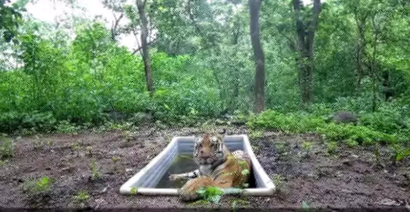 Gujarat's Lone Tiger: A Wild Hunter Thriving in Human-Dominated Landscape