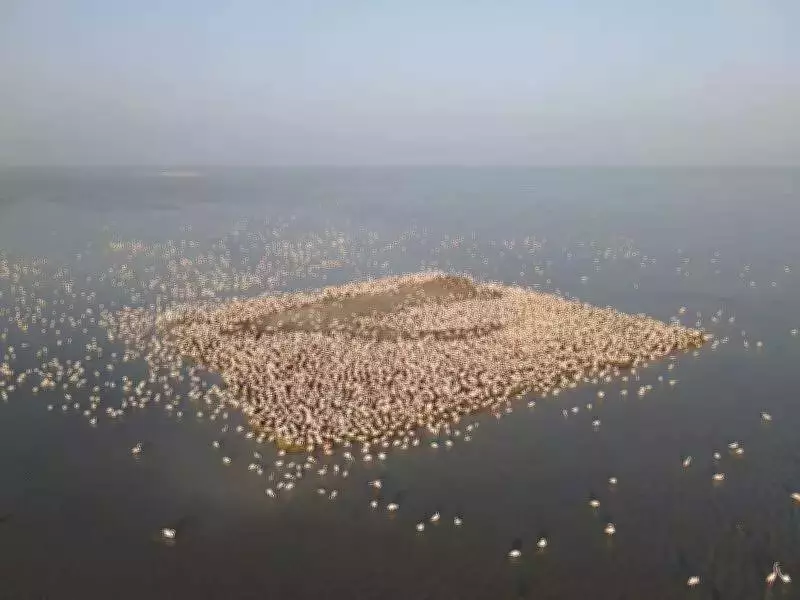 Gujarat's Waterbird Census Reveals Flamingo Migration Shift to Kutch