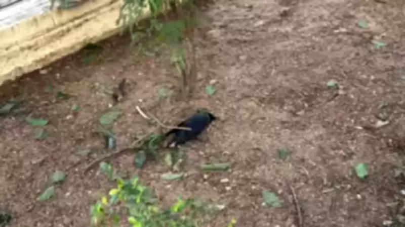 H5N1 Avian Influenza Confirmed as Cause of Crow Deaths in Chennai