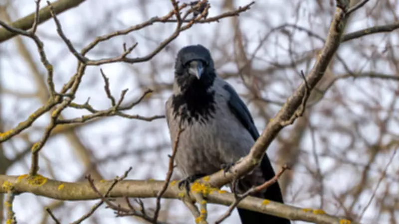 H5N1 Bird Flu Alert in Chennai: Over 1,500 Crows Test Positive, Surveillance Intensified