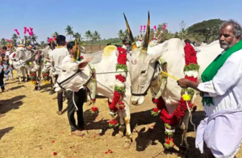 Hallikar Bullocks Win Top Prize at Hampi Utsav Amidst Cultural Celebrations