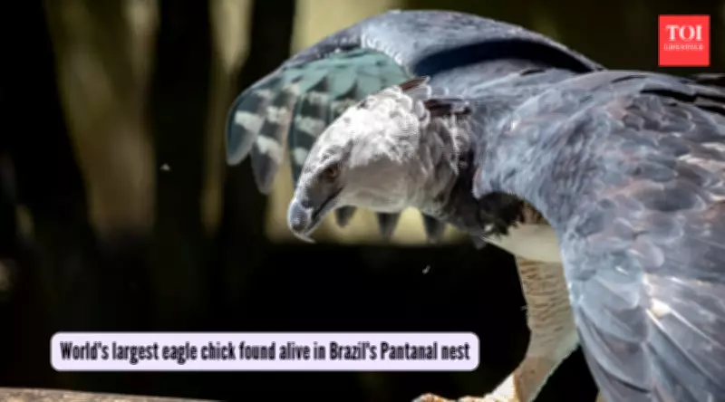Harpy Eagle Chick Discovery in Brazil's Pantanal Offers Conservation Hope