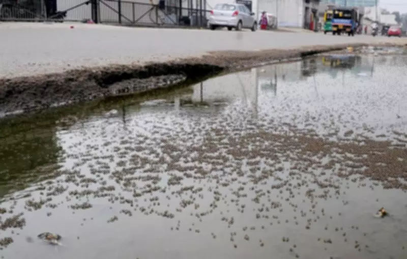 Haryana Government Enforces New Regulations to Combat Vector-Borne Diseases