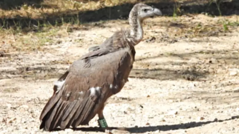 Haryana Launches Major Crackdown on Vulture-Killing Veterinary Drugs