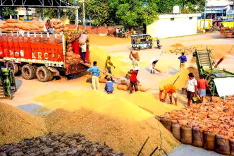 Haryana's Rs 5,000 Crore Fake Paddy Scam Sparks CBI Probe Demands