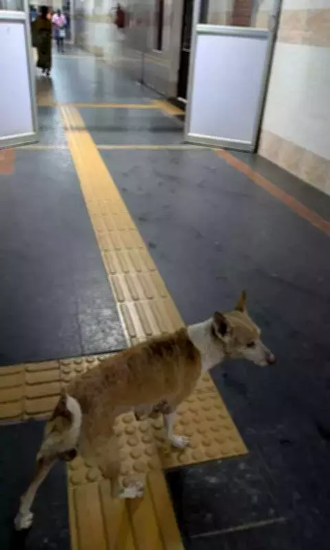 Hassan DC Holds Office Heads Accountable for Stray Dogs and Green City Drive