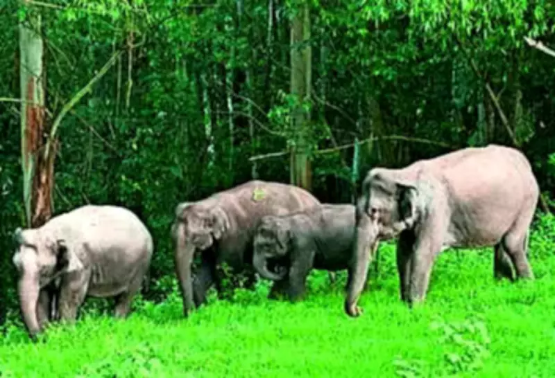 Hazaribag Launches Scientific Study After Elephant Attacks Claim Multiple Lives