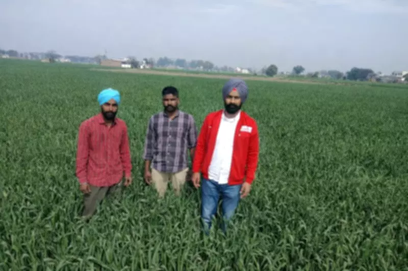 Heatwave Threatens Wheat Yield in Punjab, Agri Officials on Alert
