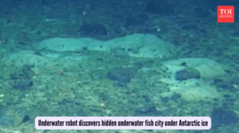 Hidden Antarctic Fish City: Massive Breeding Ground Discovered Under Ice