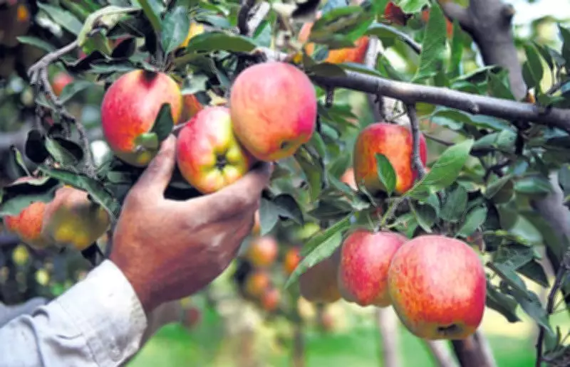 Himachal Apple Growers Protest Against Central Government's Import Policy