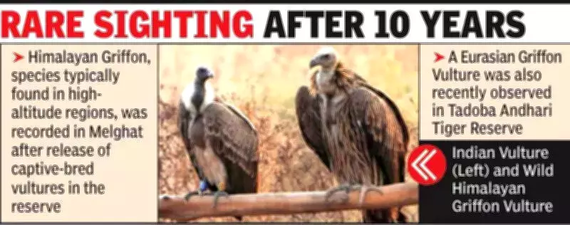 Himalayan Griffon Vulture Spotted in Melghat After Decade, Signaling Conservation Success