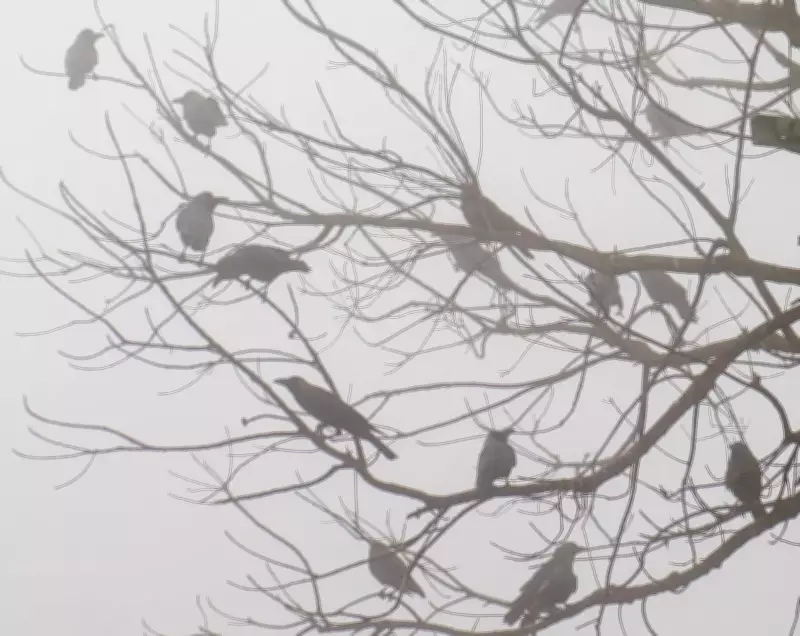 How Small Birds Survive Freezing Winter Nights Through Remarkable Adaptations