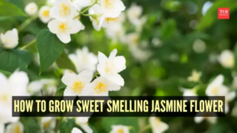 How to Grow Sweet Smelling Jasmine Flowers in Your Balcony Garden This Summer