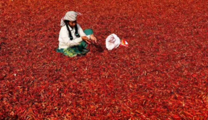Hubballi: Dry Red Chilli Prices Skyrocket to Rs 70,000 per Quintal Amid Supply Crunch