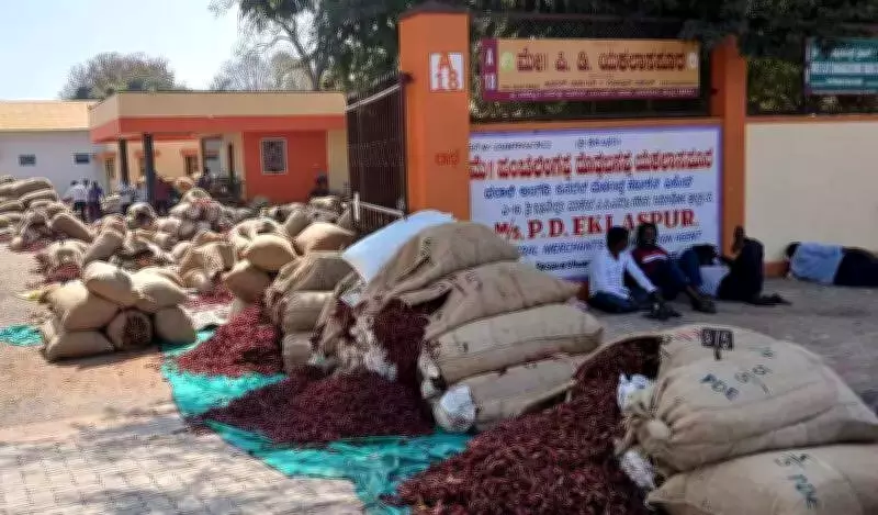 Hubballi's APMC Sees Record Chilli Prices Amidst Sharp Drop in Arrivals