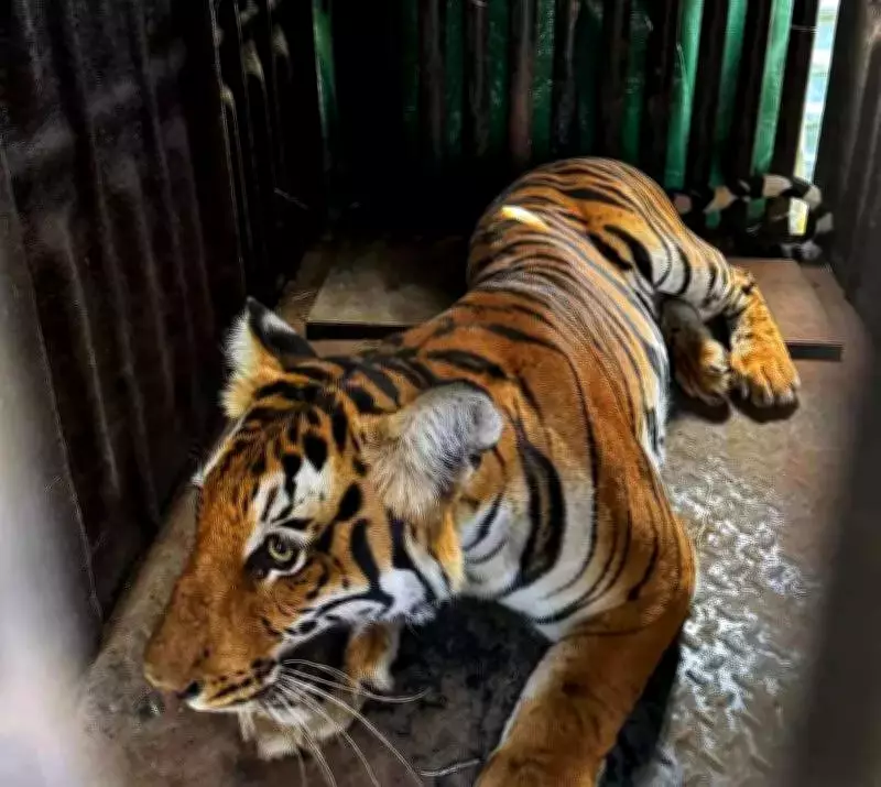 Human-Animal Conflict in Chamarajanagar Strains Police Resources, Public Safety at Risk