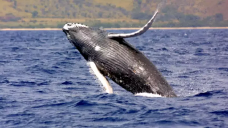 Humpback Whales: Giants of the Ocean, Symbols of Resilience and Survival