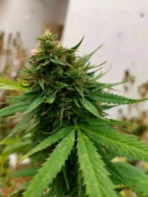 Hydroponic Ganja Emerges as Smugglers' New Gold Amid Shifting Risks